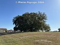 Oak Tree, Águas de Moura, 06.05.2024