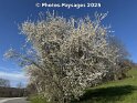 Belmont-sur-Lausanne (VD), 02.04.2025